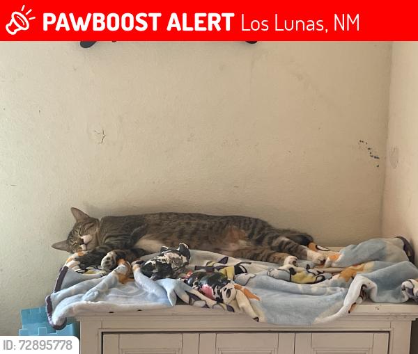 Lost Female Cat last seen Near saint Thomas ave , Los Lunas, NM 87031