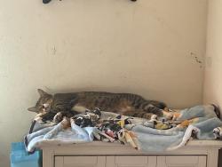 Lost Female Cat last seen Near saint Thomas ave , Los Lunas, NM 87031