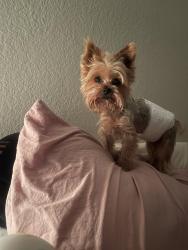Reunited Male Dog last seen Promenade , Corona, CA 92879