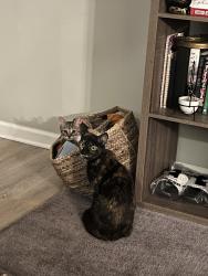 Lost Female Cat last seen Vass Carthage Rd , Carthage, NC 28327