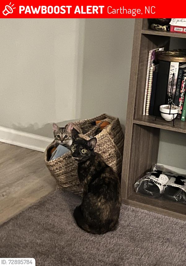 Lost Female Cat last seen Vass Carthage Rd , Carthage, NC 28327