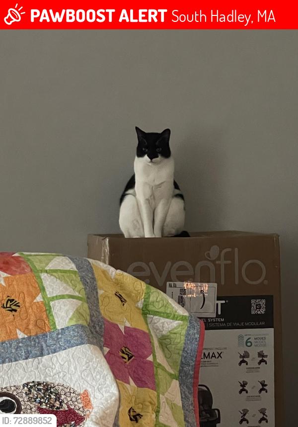 Lost Male Cat last seen Riverboat village rd south hadley behind fence of apmts, South Hadley, MA 01075