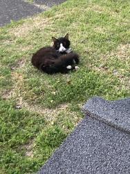 Found/Stray Unknown Cat last seen Governors Way and Chancery Lane, Virginia Beach, VA 23456