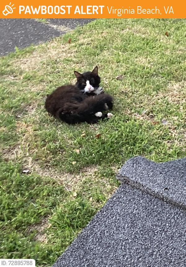Found/Stray Unknown Cat last seen Governors Way and Chancery Lane, Virginia Beach, VA 23456