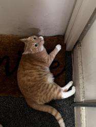 Found/Stray Male Cat last seen East 63-64st  , 뉴욕, NY 10065
