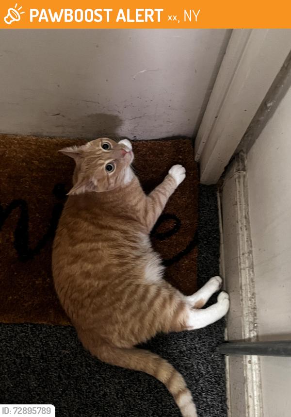 Found/Stray Male Cat last seen East 63-64st  , 뉴욕, NY 10065