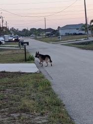 Found/Stray Unknown Dog last seen Mailbox, Cape Coral, FL 33993