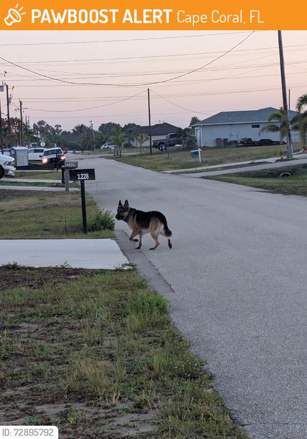 Found/Stray Unknown Dog last seen Mailbox, Cape Coral, FL 33993