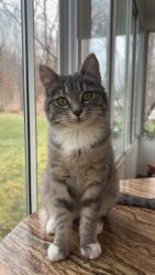 Reunited Female Cat last seen Timberwood drive, fox run road, Rowan road , Cranberry Township, PA 16066