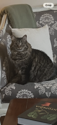 Lost Female Cat last seen Davington Dr and Memorial Dr, Dublin, OH 43017