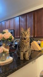 Lost Female Cat last seen Near snail kite way , windermere fl 34786, Orange County, FL 34786