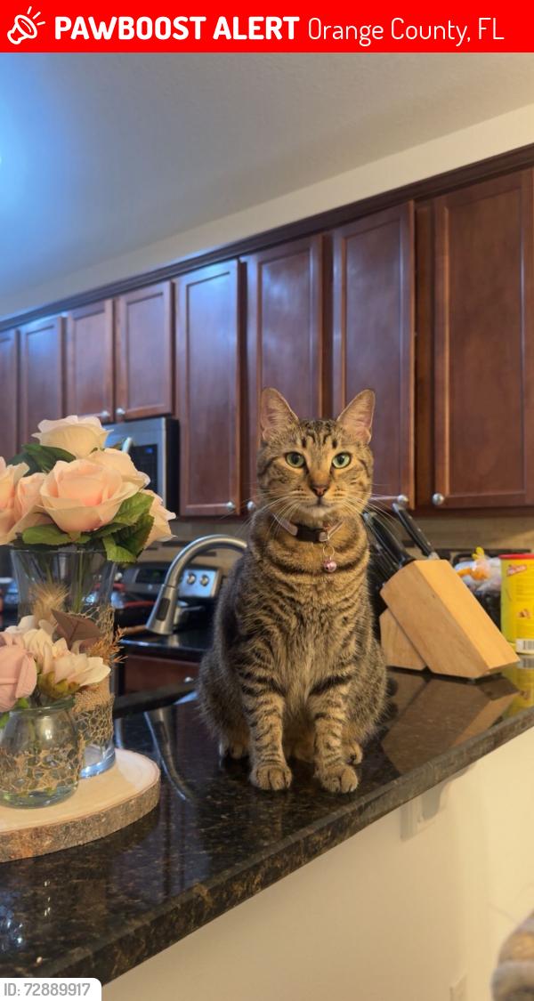Lost Female Cat last seen Near snail kite way , windermere fl 34786, Orange County, FL 34786