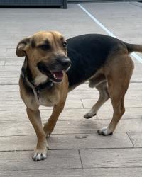 Found/Stray Male Dog last seen S. Cage & Moore Rd., Pharr, TX 78577