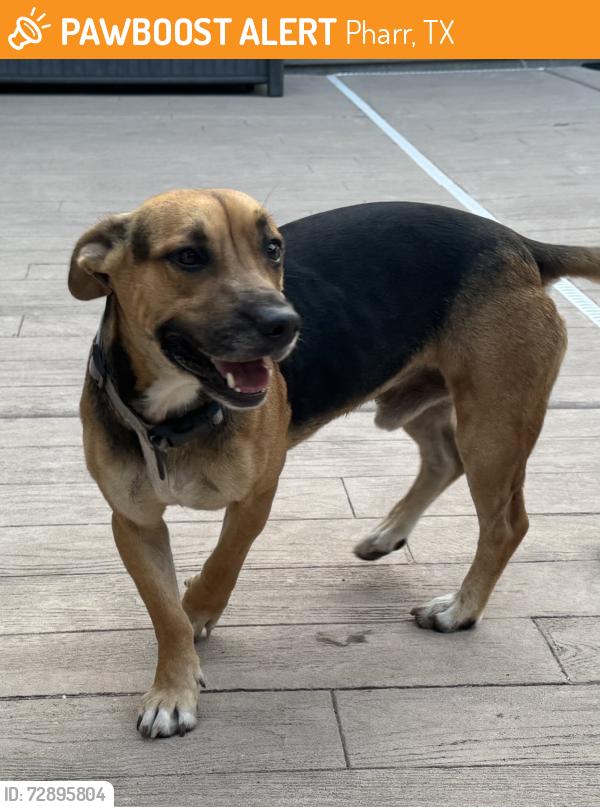 Found/Stray Male Dog last seen S. Cage & Moore Rd., Pharr, TX 78577