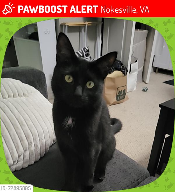 Lost Female Cat last seen Greenville and Ringwood, Nokesville, VA 20181