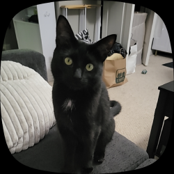 Lost Female Cat last seen Greenville and Ringwood, Nokesville, VA 20181