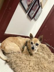 Found/Stray Female Dog last seen West 4 ave and west 49 st , Hialeah, FL 33012