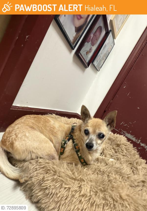 Found/Stray Female Dog last seen West 4 ave and west 49 st , Hialeah, FL 33012