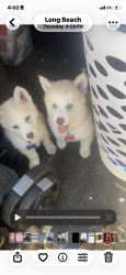 Lost Female Dog last seen Artesia and Long Beach blvd , Compton, CA 90221