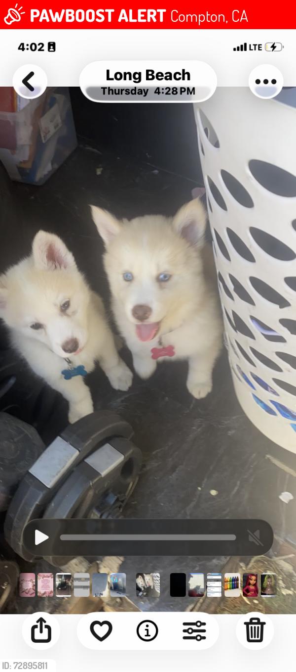 Lost Female Dog last seen Artesia and Long Beach blvd , Compton, CA 90221