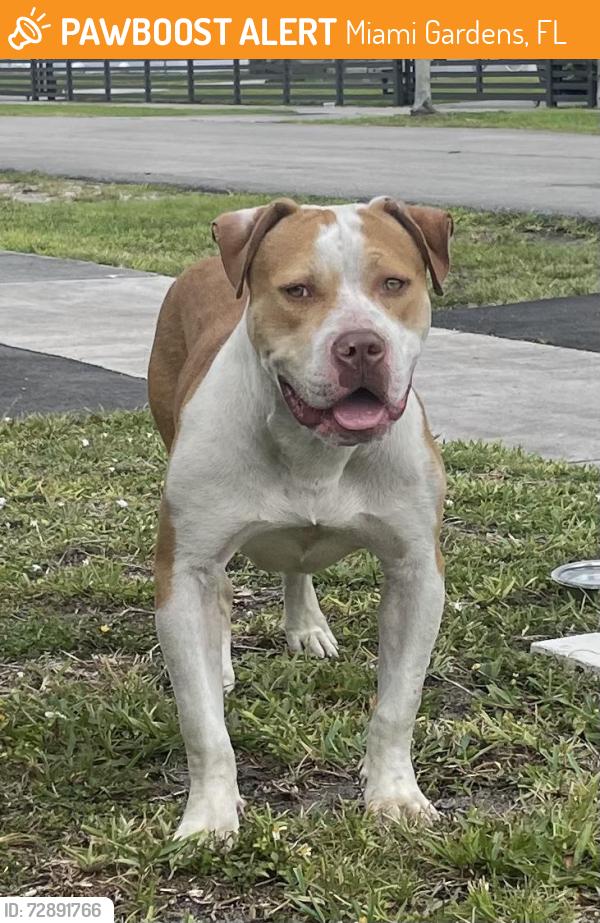 Found/Stray Male Dog last seen Near nw 191st terrace , Miami Gardens, FL 33056