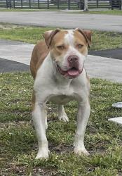 Found/Stray Male Dog last seen Near nw 191st terrace , Miami Gardens, FL 33056