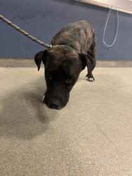Shelter Stray Male Dog last seen SW 288TH ST & SW 150TH AVE, Doral, FL 33122