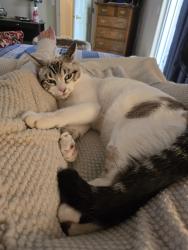 Lost Male Cat last seen Crimson and sterling woods , Eugene, OR 97408