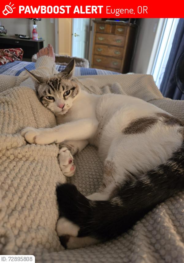 Lost Male Cat last seen Crimson and sterling woods, Eugene, OR 97408