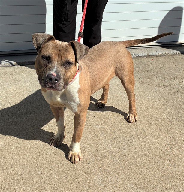 Shelter Stray Male Dog last seen Near BLOCK MAPLE ST, Watterson Park, KY 40218