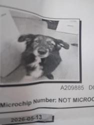 Lost Male Dog last seen Kipps lane, London, ON N5Y