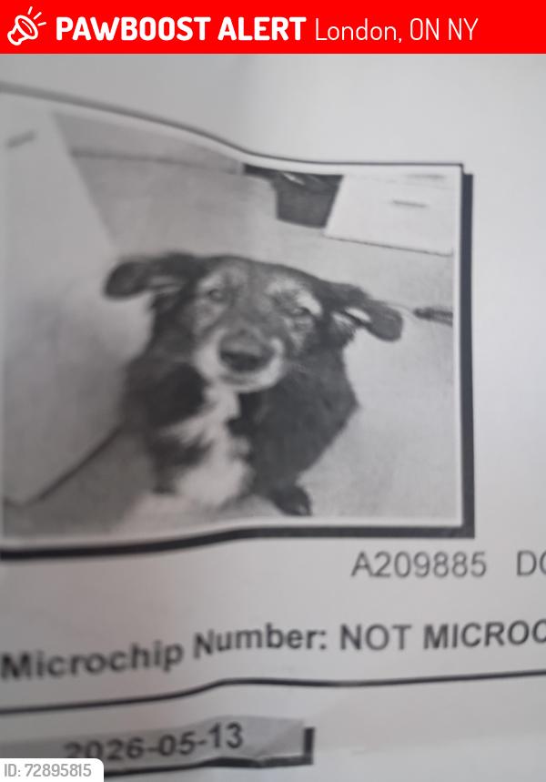 Lost Male Dog last seen Kipps lane, London, ON N5Y
