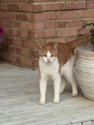 Reunited Unknown Cat last seen Harvey and Copperstone, Knox County, TN 37922