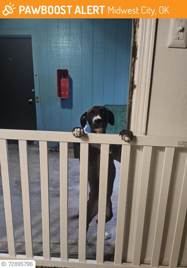 Found/Stray Female Dog last seen N Harr Dr and Adair blvd., Midwest City, OK 73110