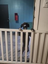 Found/Stray Female Dog last seen N Harr Dr and Adair blvd., Midwest City, OK 73110