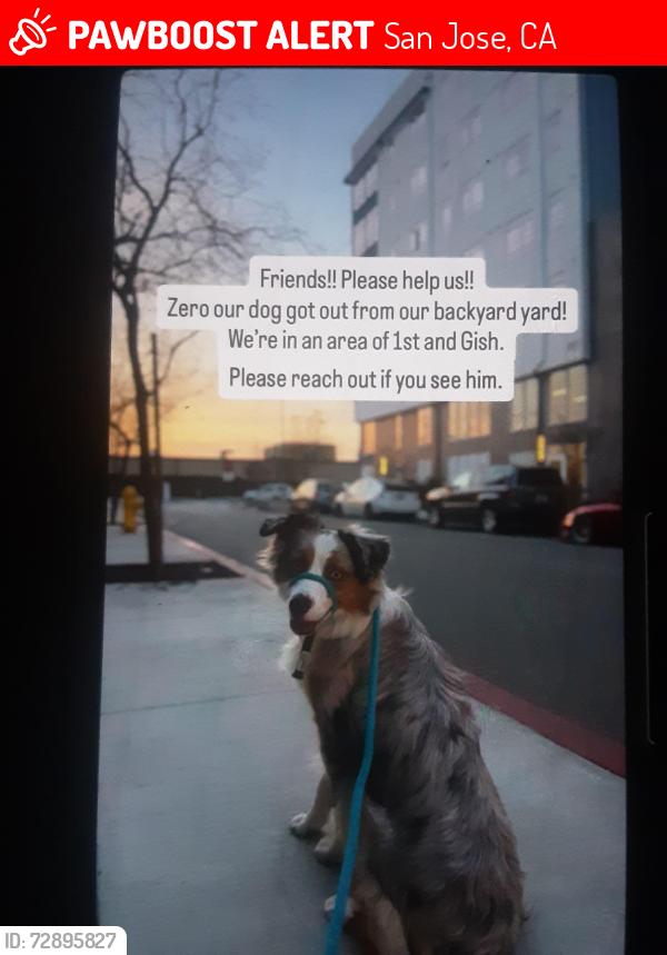 Lost Male Dog last seen Rosemary and Keocrest Ave, San Jose, CA 95110