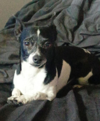 Reunited Female Dog last seen 155th and se mill st, Portland, OR 97236