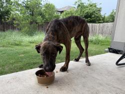 Found/Stray Male Dog last seen Cadoz Dr, Wells Branch, Austin, TX 78728
