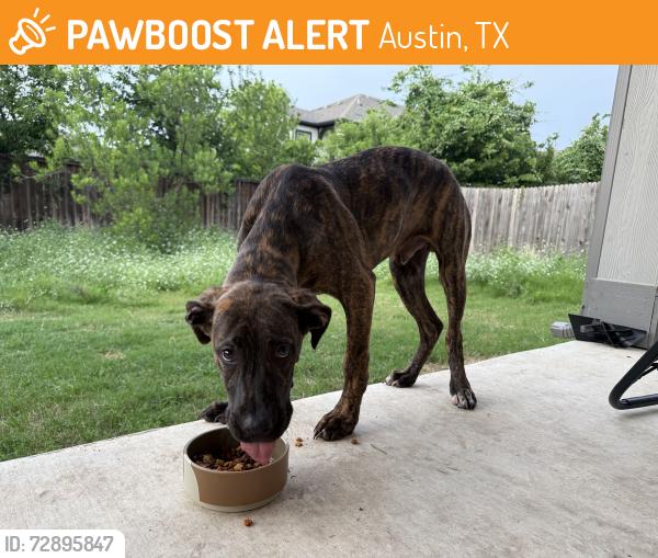 Found/Stray Male Dog last seen Cadoz Dr, Wells Branch, Austin, TX 78728
