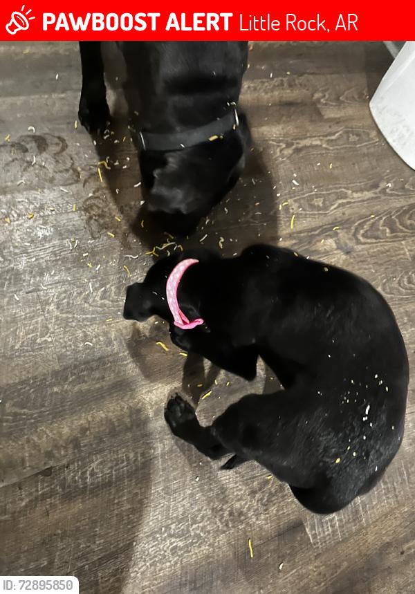 Lost Female Dog last seen Baseline, Little Rock, AR 72209