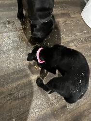 Lost Female Dog last seen Baseline, Little Rock, AR 72209