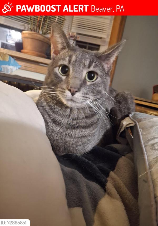 Lost Male Cat last seen Near Tuscarawas RD, Beaver, PA 15009