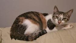 Lost Female Cat last seen Streets adjacent to 23 S Homan Ave, Chicago, IL 60624