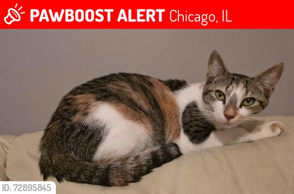 Lost Female Cat last seen Streets adjacent to 23 S Homan Ave, Chicago, IL 60624