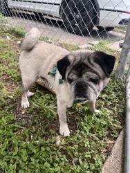 Found/Stray Male Dog last seen Alvin st and Tomas st , Pasadena, TX 77506