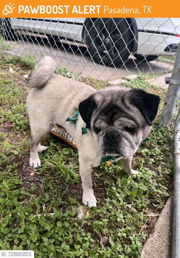 Found/Stray Male Dog last seen Alvin st and Tomas st , Pasadena, TX 77506