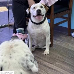 Lost Male Dog last seen Colfax y florense, Aurora, CO 80010