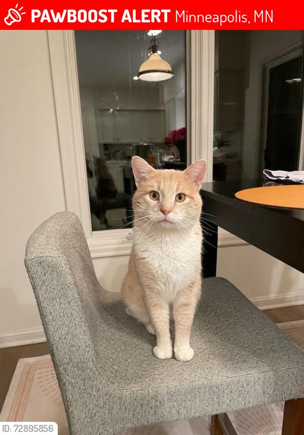 Lost Male Cat last seen East Harriet, Minneapolis, MN 55409
