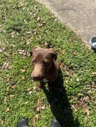 Lost Male Dog last seen Greenbriar Rr, Anniston, AL 36207