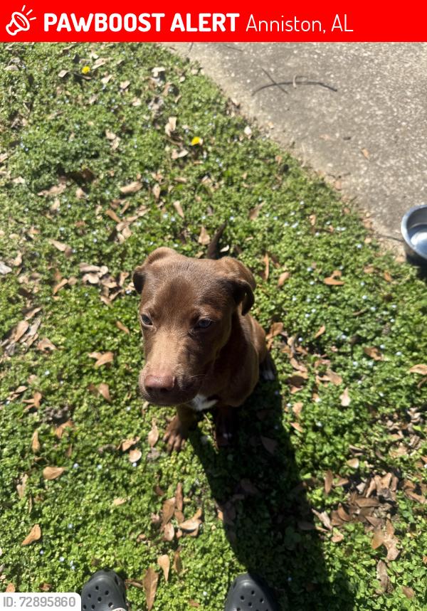 Lost Male Dog last seen Greenbriar Rr, Anniston, AL 36207